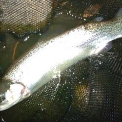 大物を５匹キャッチ！ ～天竜川ルアーフライテンカラ専用区～